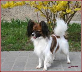 Snezhnoe Tango Diana Little Princess, 2.5 года